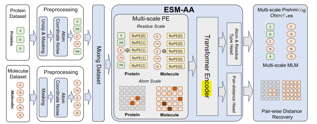 ICML 2024｜用于统一分子建模的多尺度蛋白质语言模型ESM-AA --实验盒