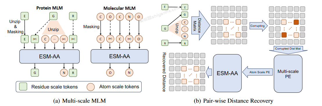 图片[2]-ICML 2024｜用于统一分子建模的多尺度蛋白质语言模型ESM-AA --实验盒