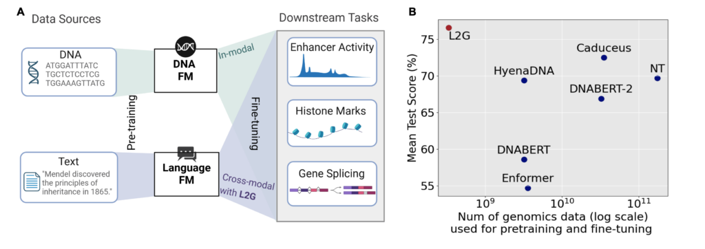 图片[2]-bioRxiv｜L2G：一张GPU卡也能训的基因组学语言模型 --实验盒