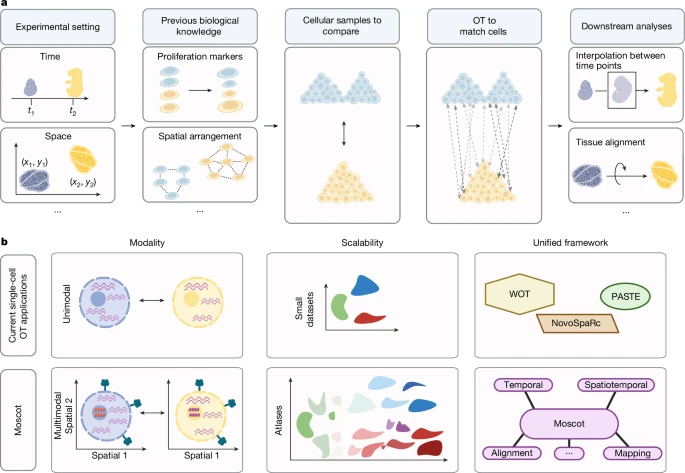 图片[2]-Nature｜时空单细胞分析新突破：moscot框架实现多组学数据高效映射 --实验盒